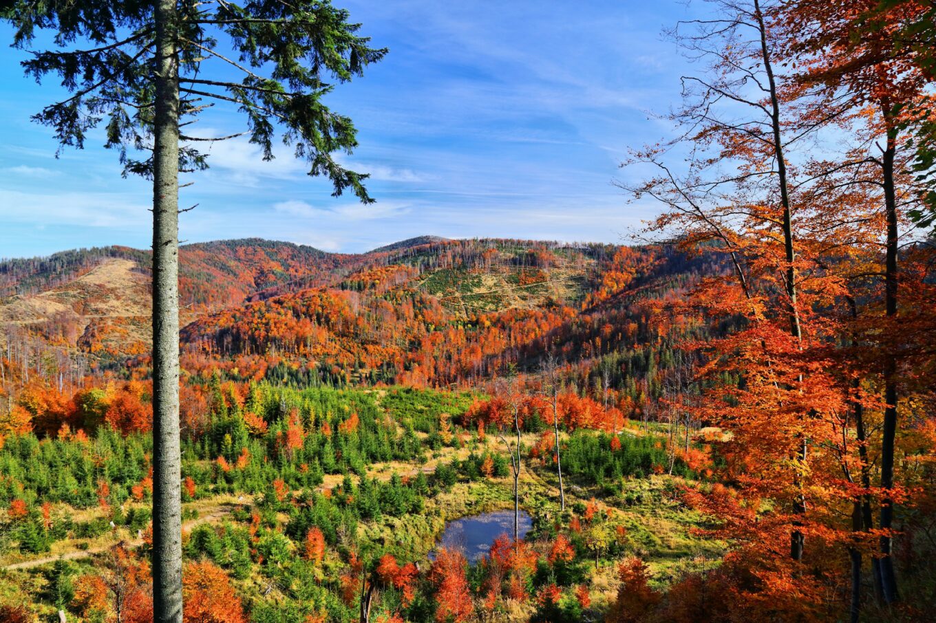 Panorama górska z drzewami i wzgórzami