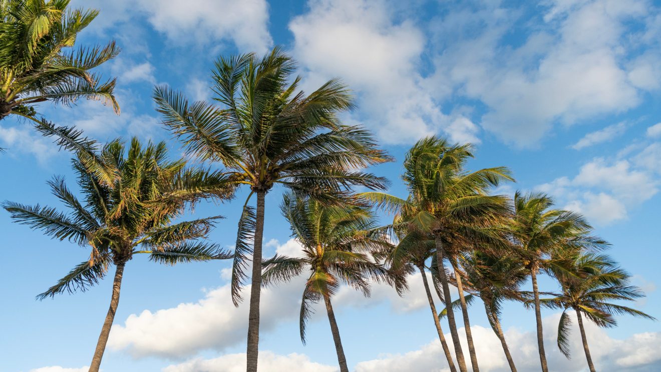 Palm,Tree.,Summer,Vacation,In,Miami,South,Beach,,Florida.,Palm