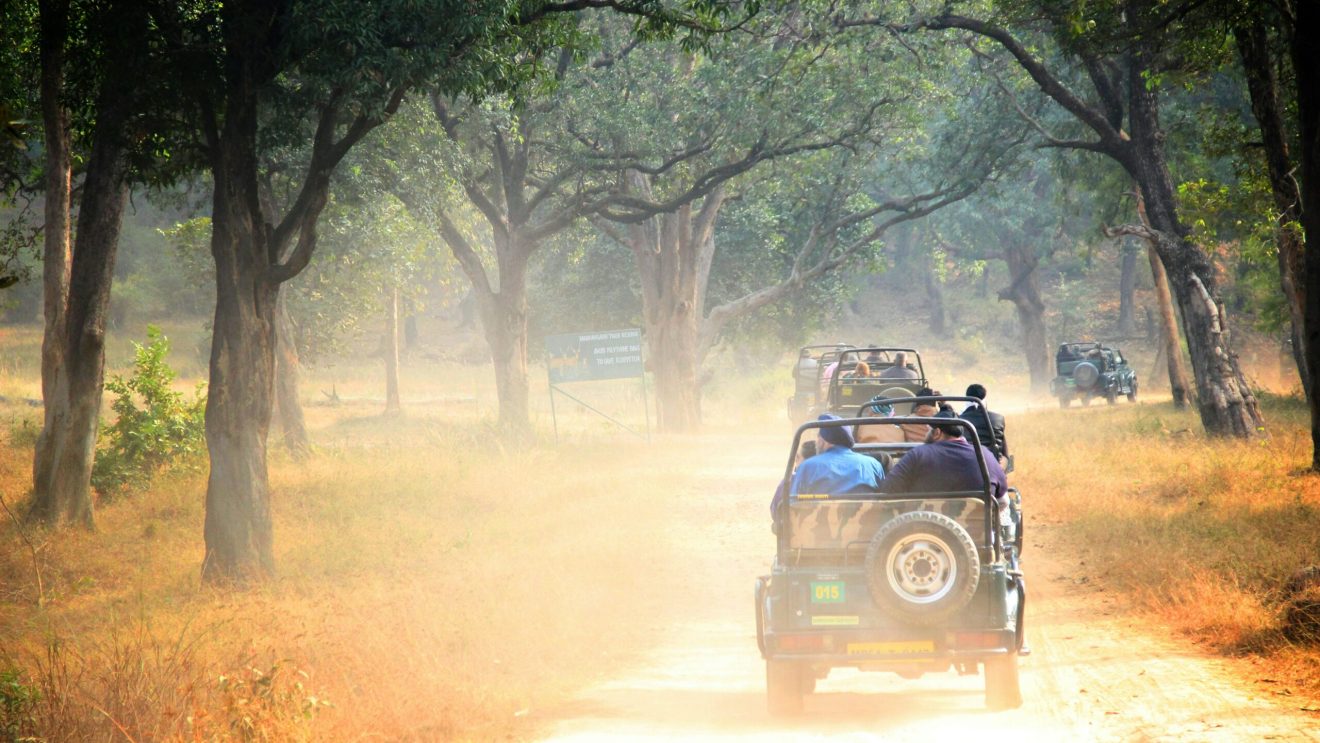 Grupa jeepów z turystami na safari w lesie, jadąca piaszczystą drogą wśród drzew.