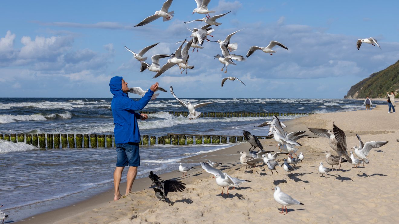 Zdjęcie przedstawia mewy na plaży w Międzyzdrojach