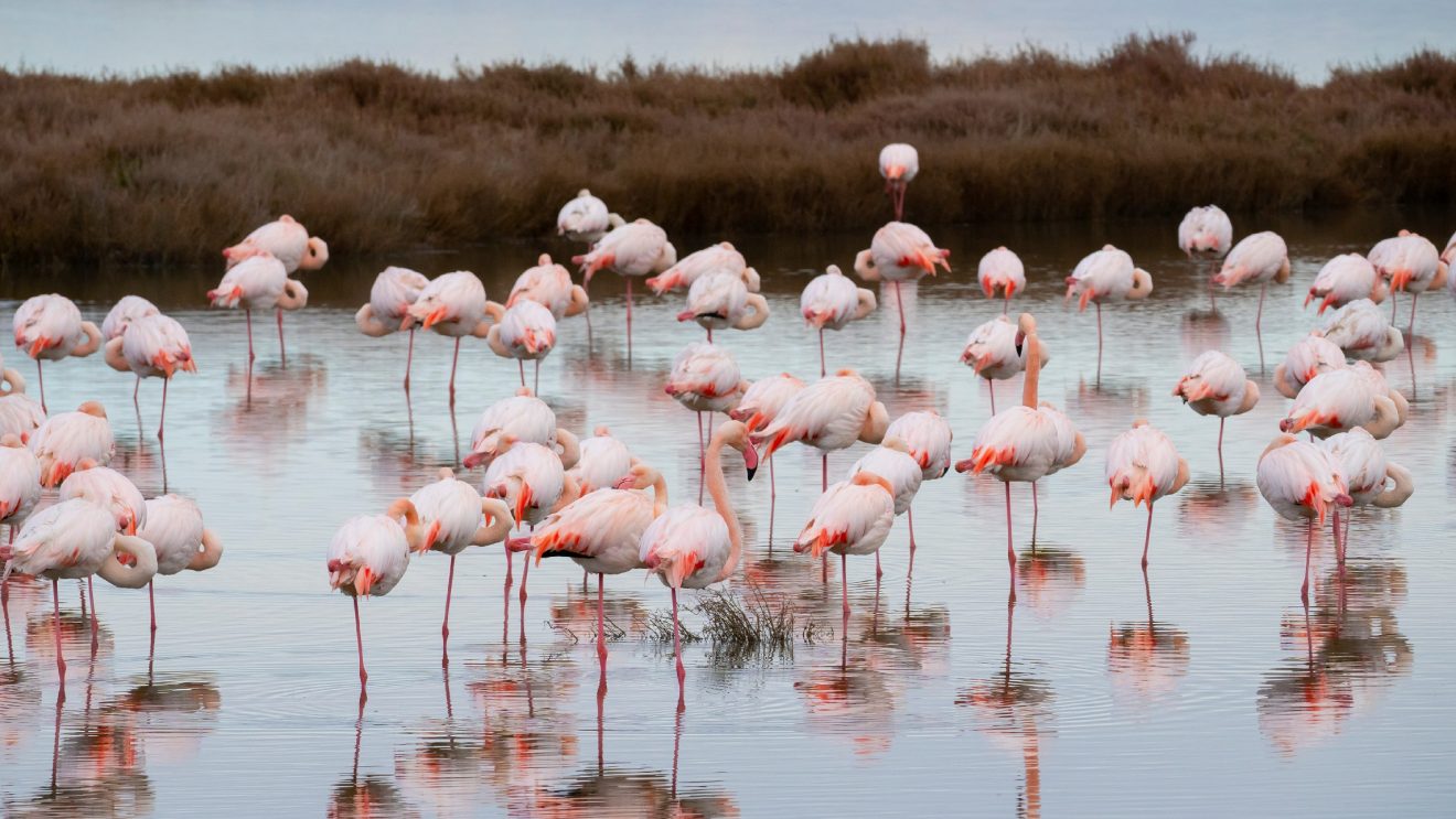 Flock,Of,Flamingos,In,Their,Natural,Ecosystem