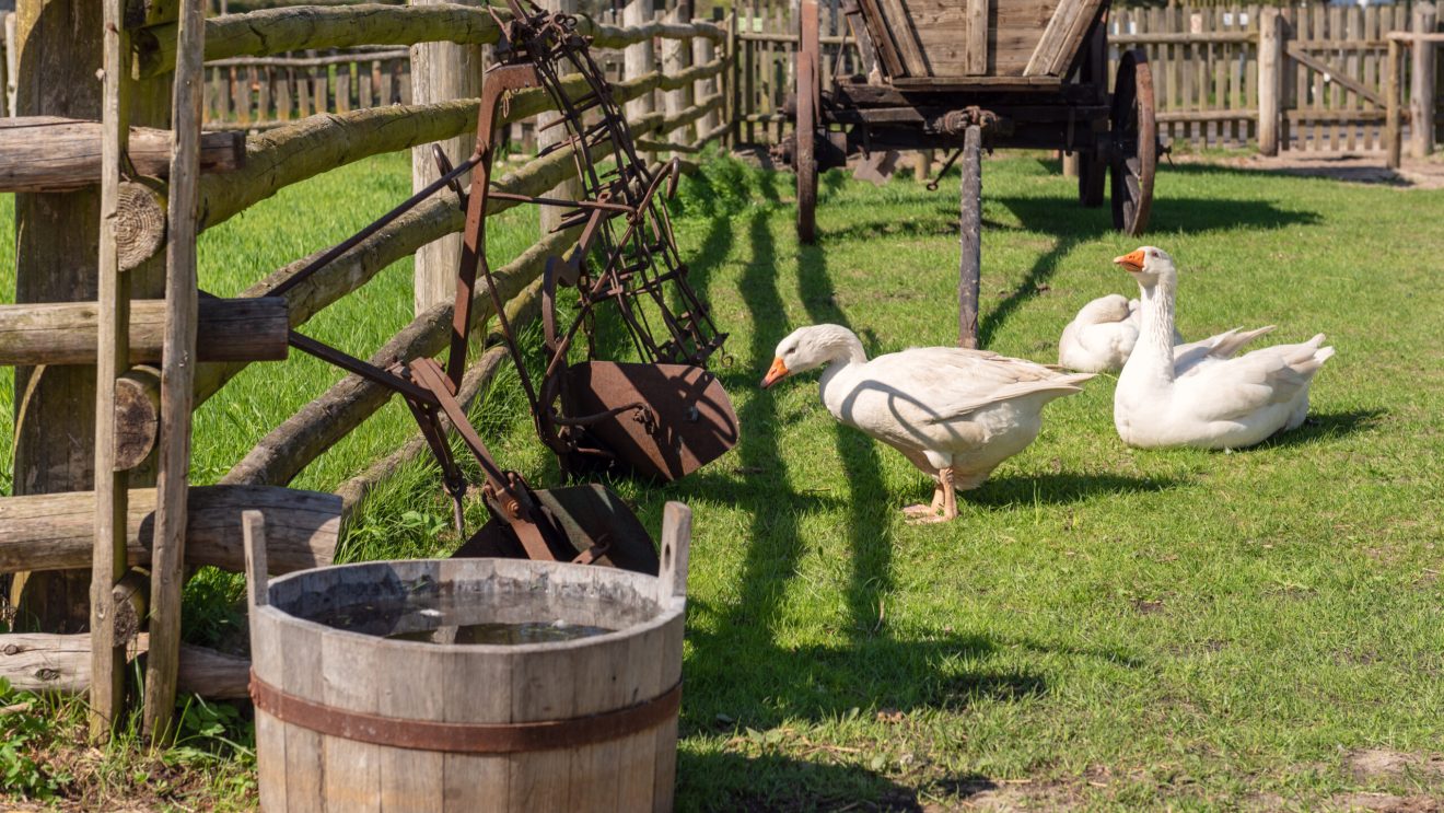 Zdjęcie przedstawia gęsie w skansenie w Klukach
