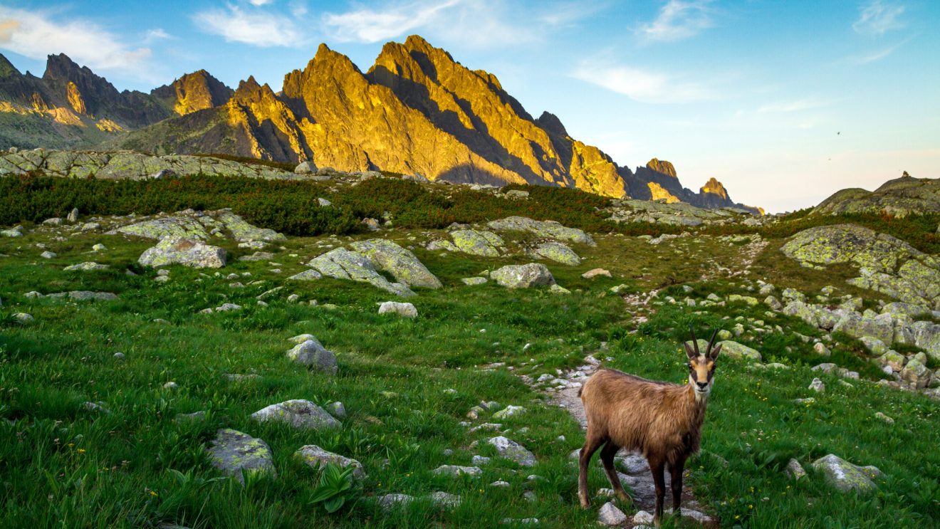 zdjęcie przedstawia panoramę Tatr